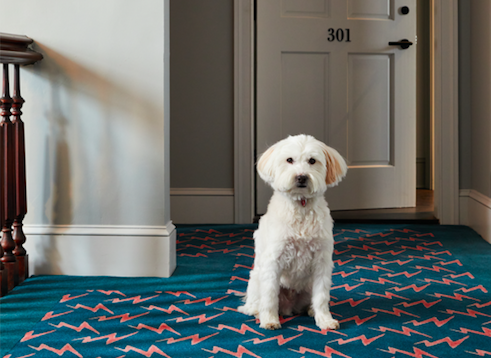 hotel kinsley dog friendly